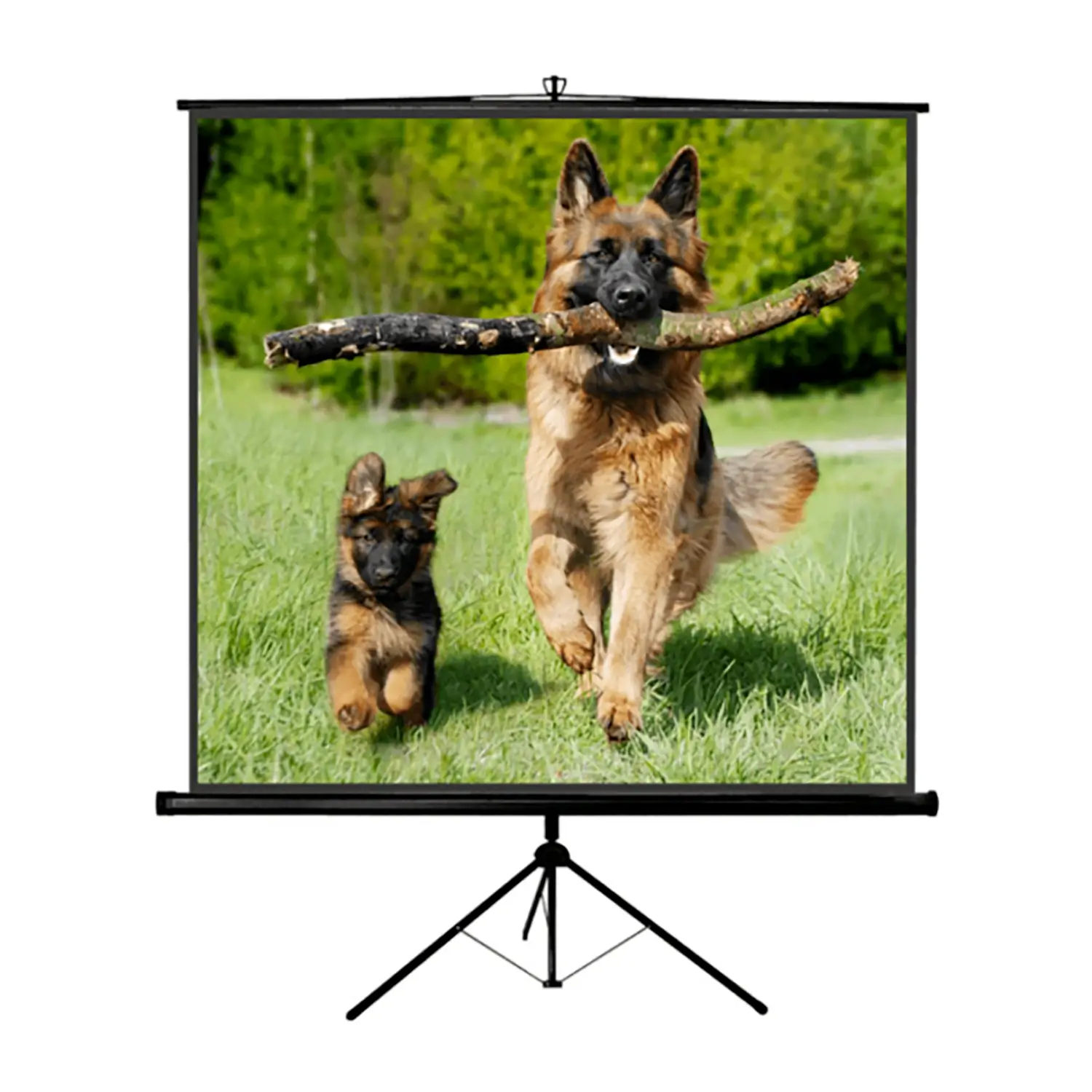 Schermo Treppiedi Tripod 180x180 - Dispositivi audiovisivi