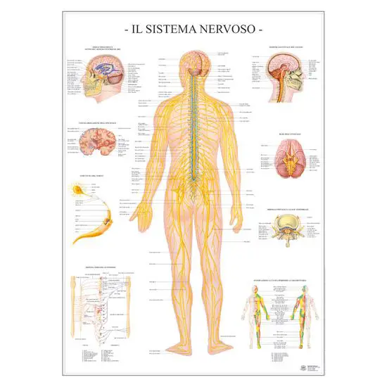 Poster Scientifico Sistema Nervoso – Tavola Didattica ad Alta Definizione - II corpo umano