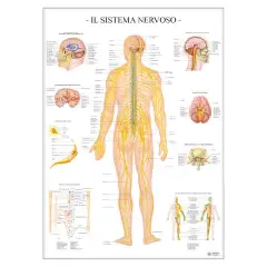 Poster Scientifico Sistema Nervoso – Tavola Didattica ad Alta Definizione