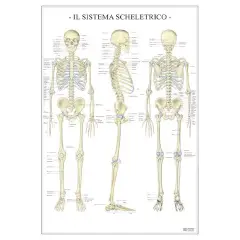 Poster Scientifico Sistema Scheletrico – Tavola Didattica ad Alta Definizione