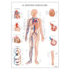 Poster Scientifico: Sistema Vascolare